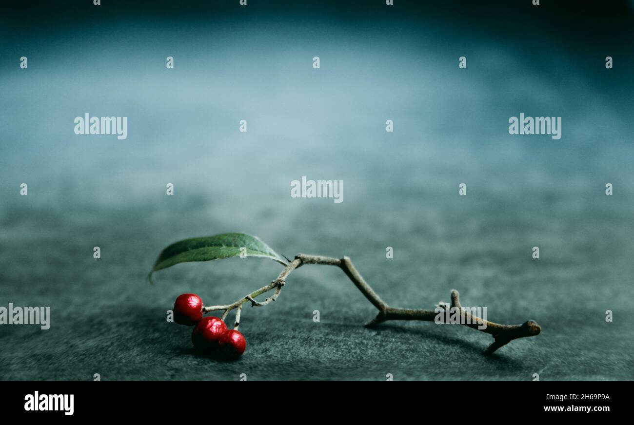 Bacche invernali ancora vita , tre bacche e un'unica foglia su un piccolo ramoscello in primo piano con fondo acqua muto profondo , spazio sopra . Foto Stock