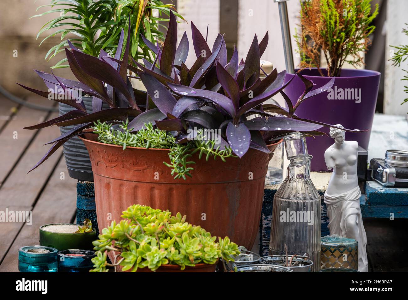 sedum palmeri e tradescantia pallida sul pavimento in legno di una terrazza urbana in una giornata piovosa Foto Stock