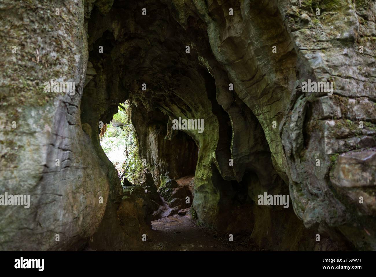 Cave Tunnel, Ruakuri Bush e Scenic Reserve, Waitomo, Nuova Zelanda Foto Stock