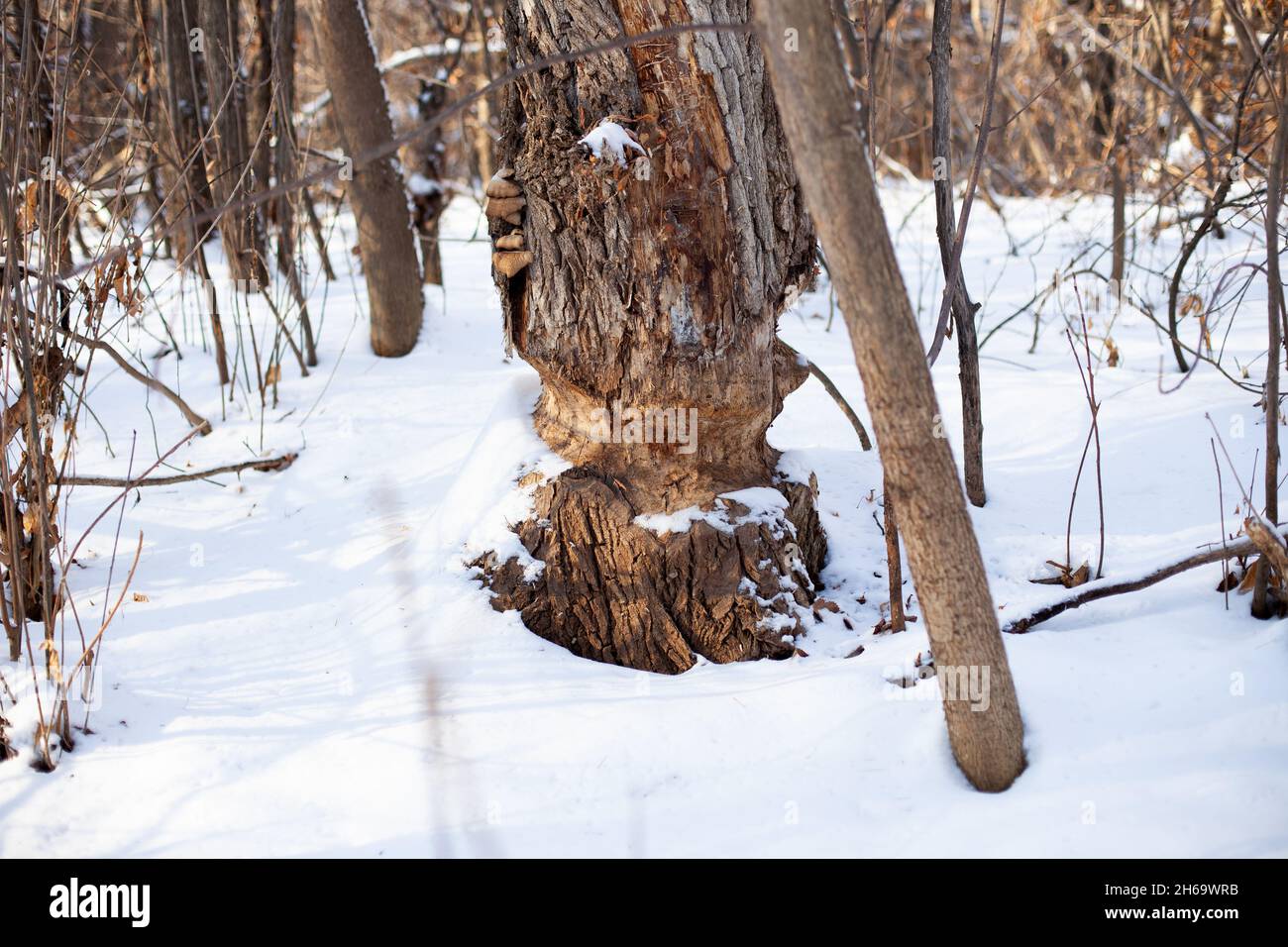 Vecchio albero cresce nella foresta invernale. Primo piano del tronco di albero con segni dai denti del castoro e coperto di neve, alberi giovani crescono nelle vicinanze Foto Stock