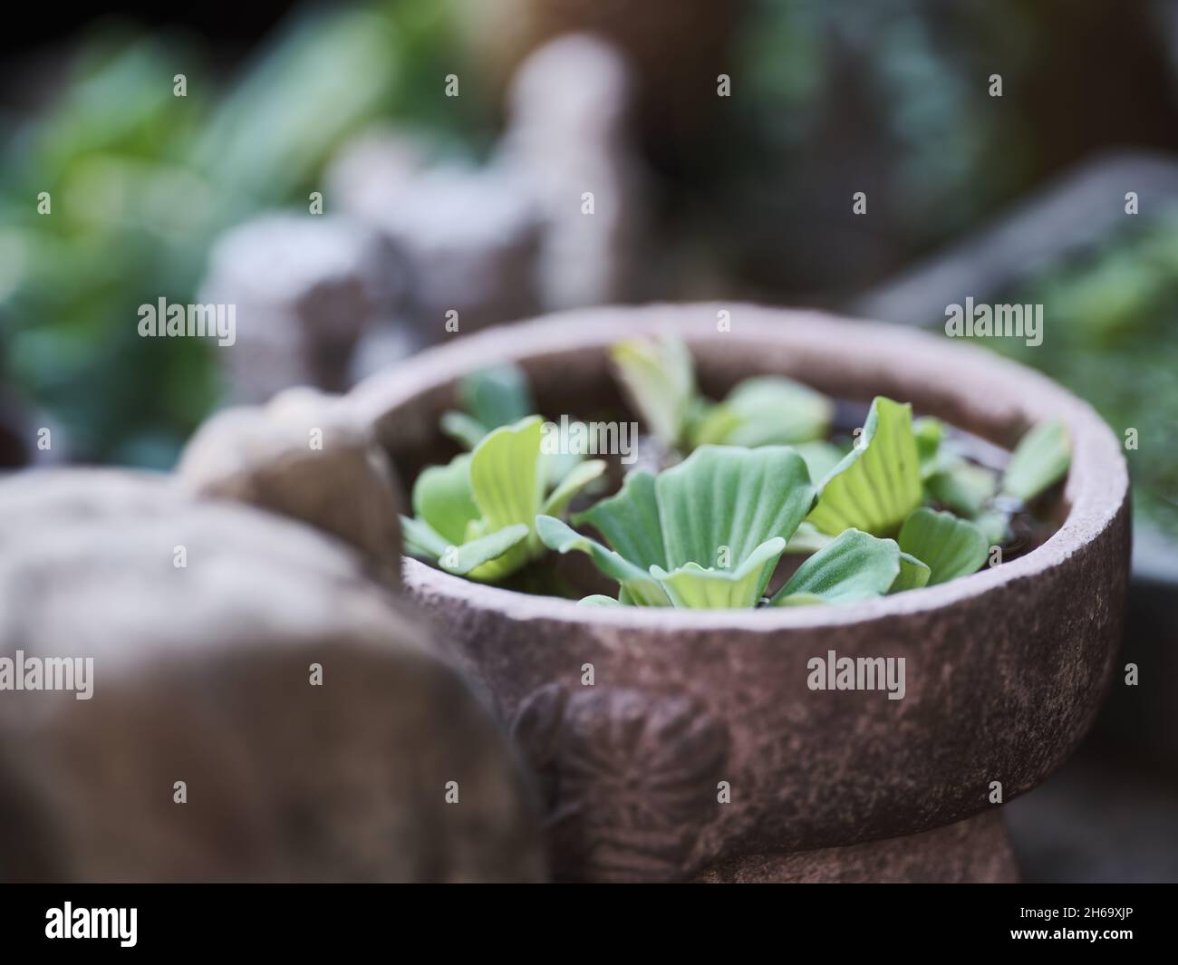 Trogolo di pietra in giardino asiatico con piante d'acqua Foto Stock
