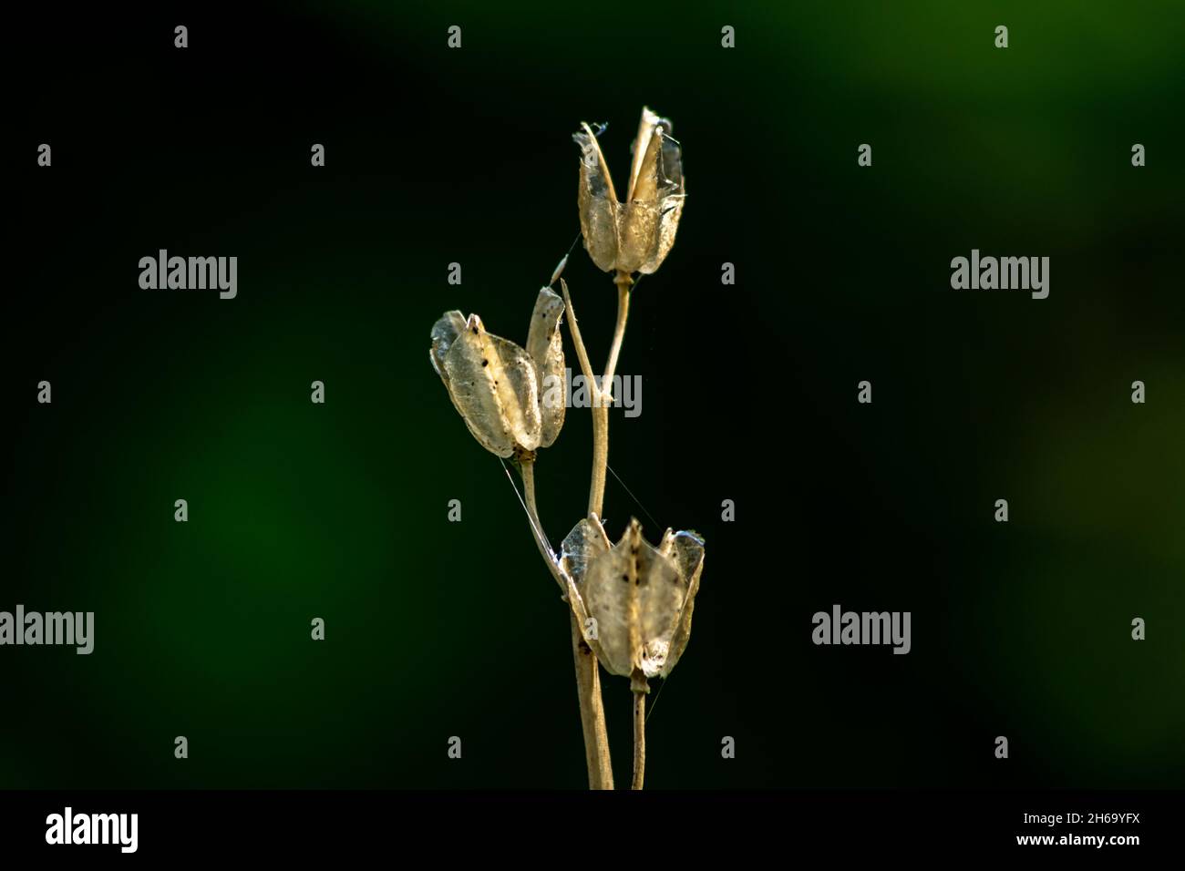 Primo piano di piante essiccate che decantano e che tengono semi all'interno, sfondo sfocato con bokeh in ambiente naturale. Foto Stock