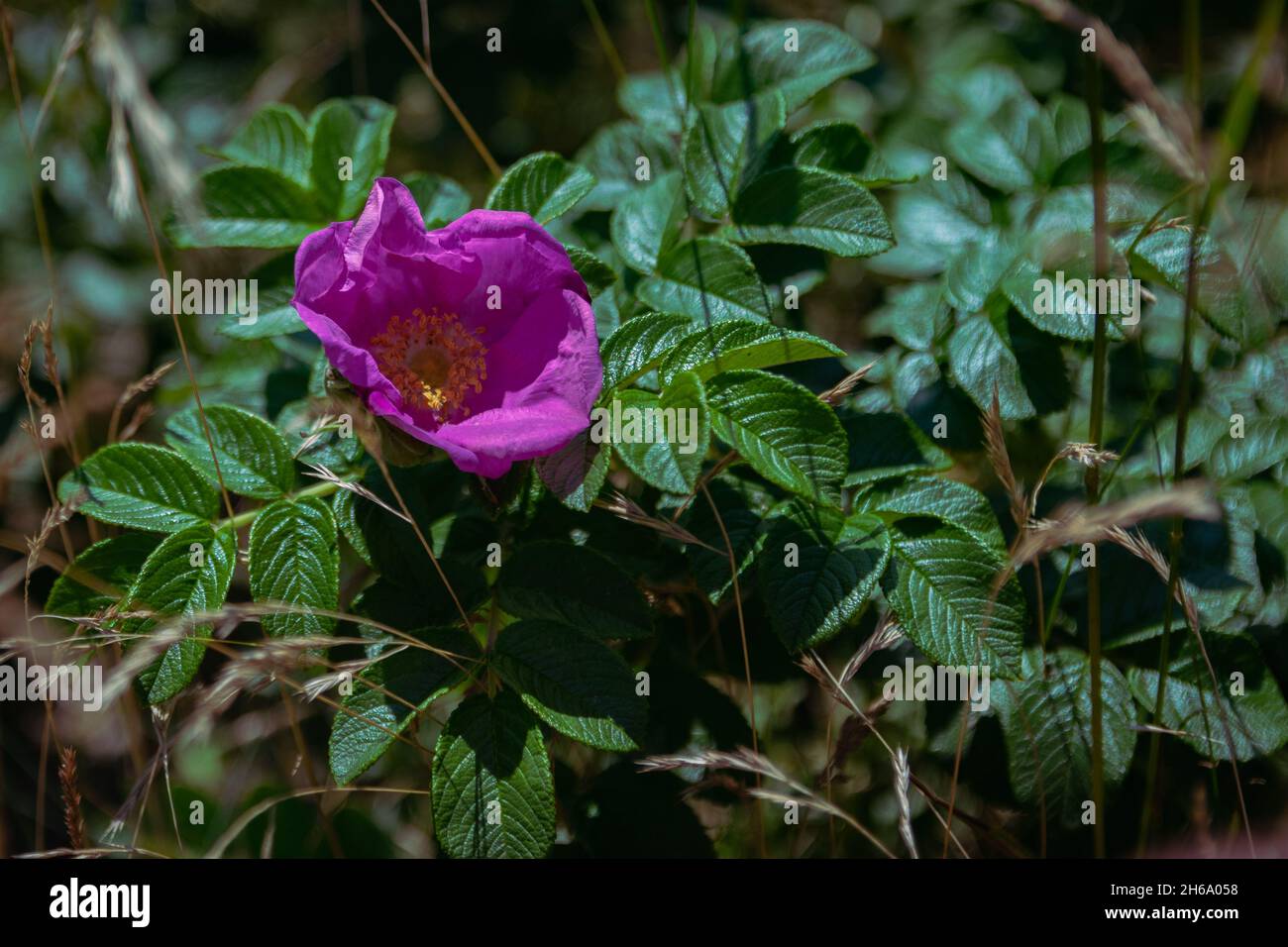 Rosa selvatica Foto Stock