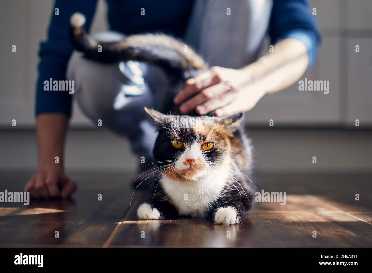 Uomo che stroking il suo gatto carino a casa durante la giornata di sole. Temi di fiducia, cura e amicizia tra persone e animali domestici. Foto Stock