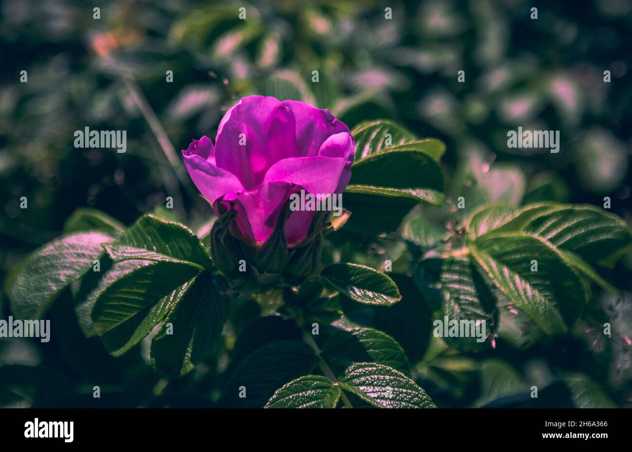 Rosa selvatica Foto Stock