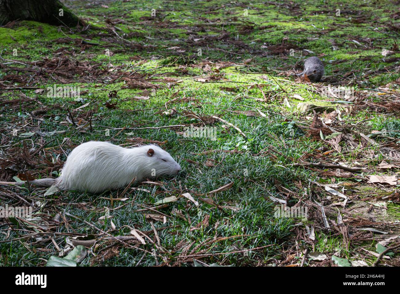 I moskrats che riposano sull'erba nel parco Foto Stock