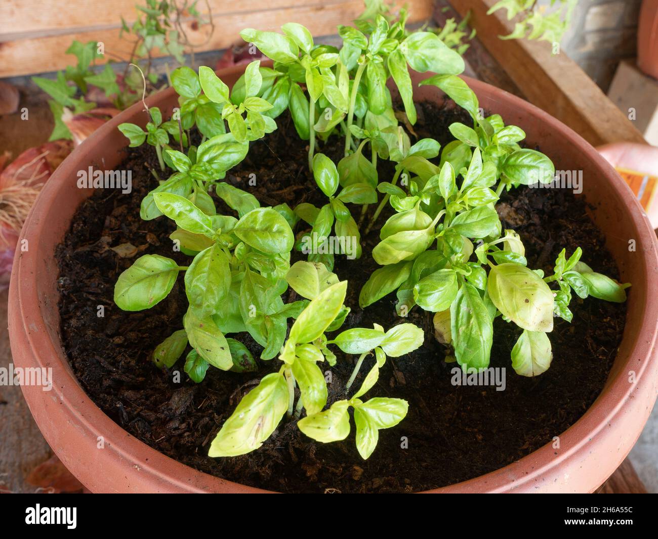 Giovani piantine di basilico in una pentola rotonda quasi pronta a preparare la salsa al pesto genovese Foto Stock