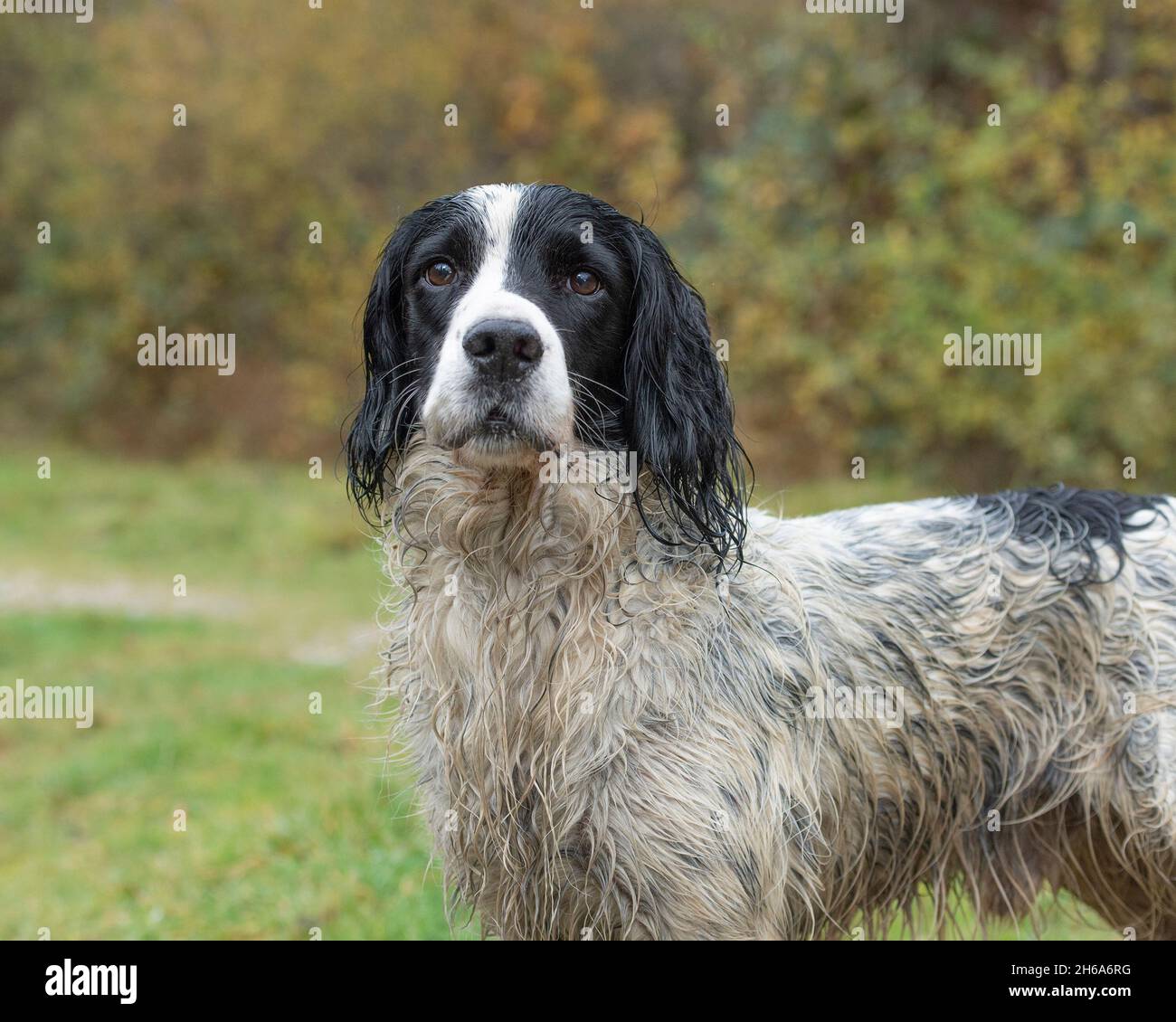 English Springer spaniel Foto Stock