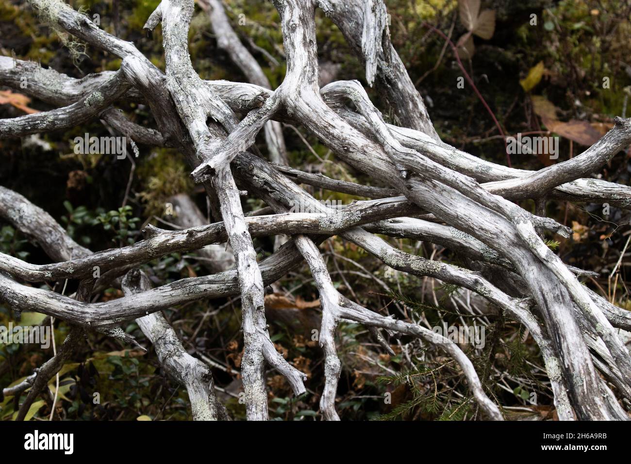 Vecchi rami morti di Spruce in una foresta di vecchia crescita nel nord della Finlandia. Foto Stock