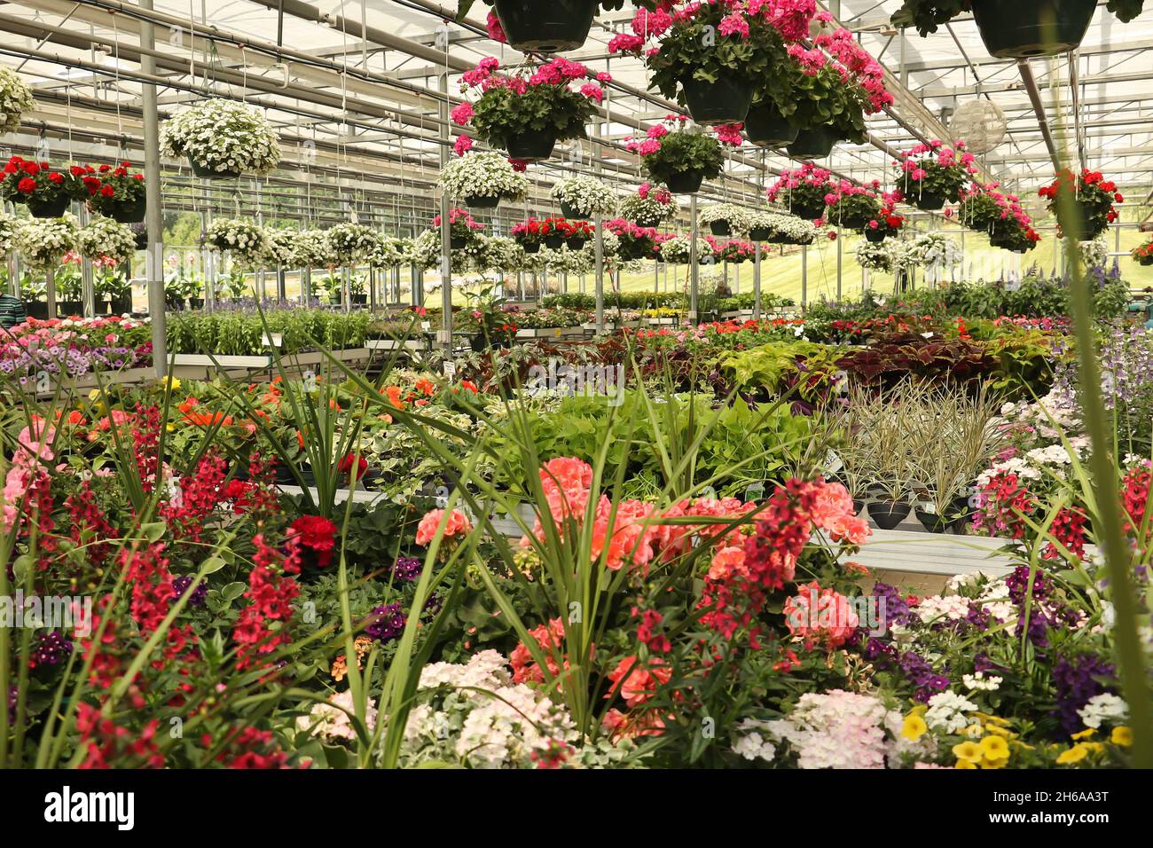 Inizio estate in una serra con molti gerani vibranti e fiori sui tavoli e appesi ai tubi Foto Stock