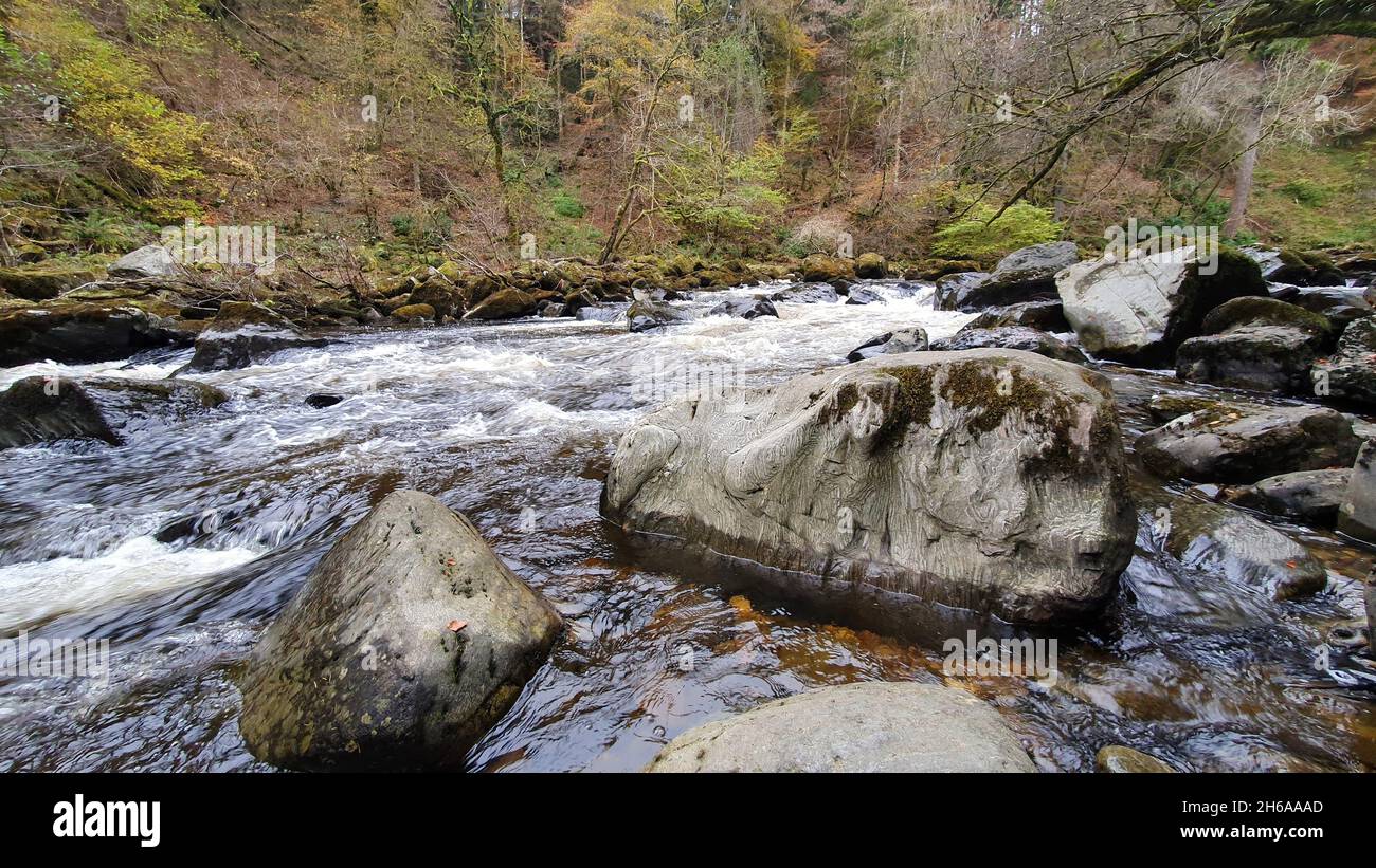 Scena di Woodland Foto Stock