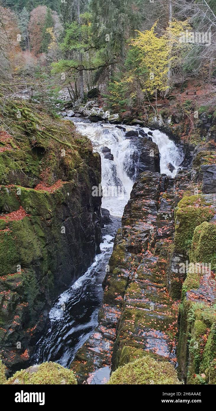 Scena di Woodland Foto Stock