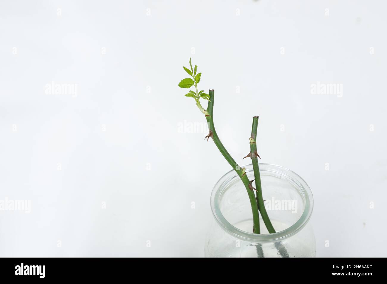 parte delle rose di gambo con spine isolate su sfondo bianco Foto Stock