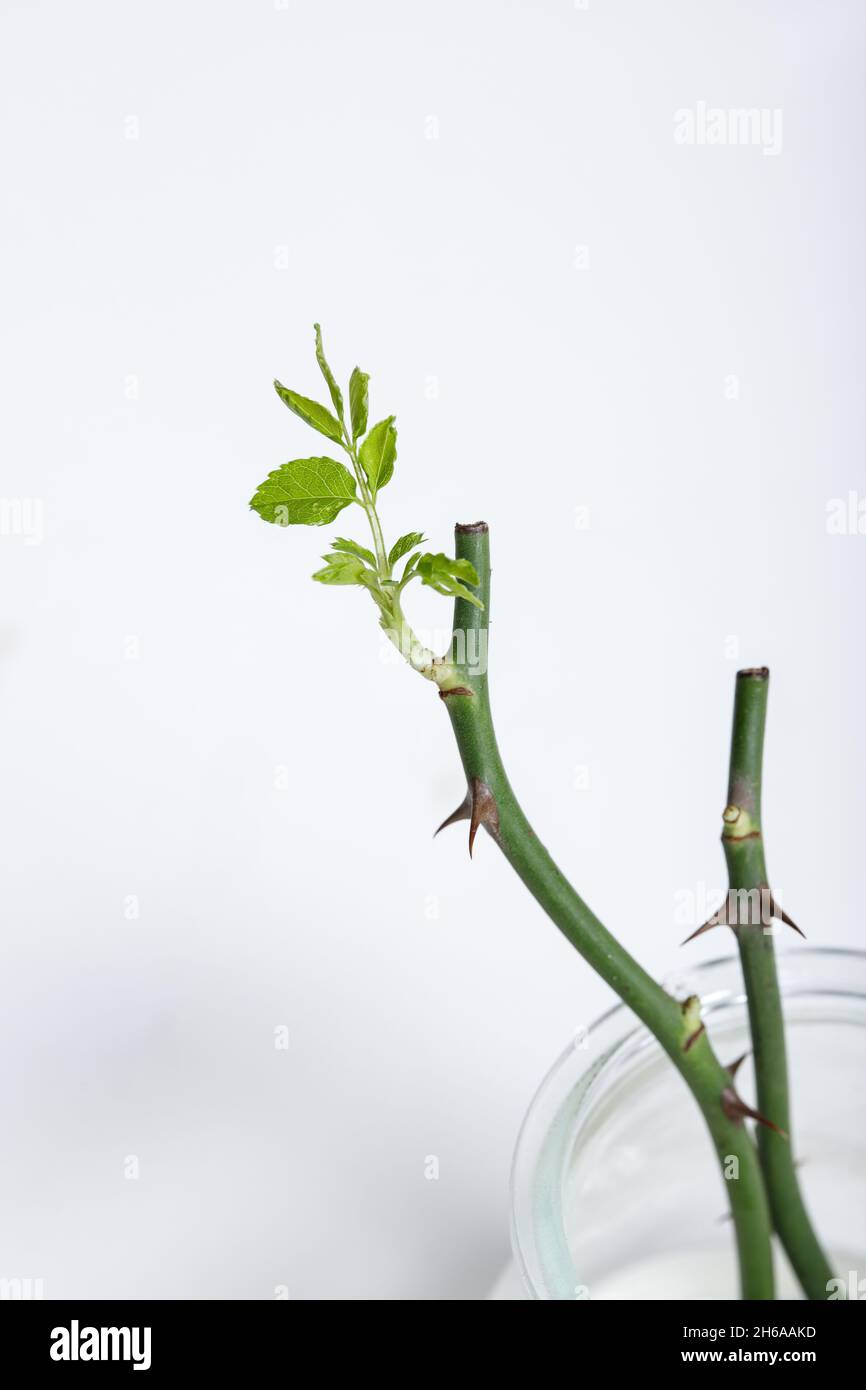 parte delle rose di gambo con spine isolate su sfondo bianco Foto Stock