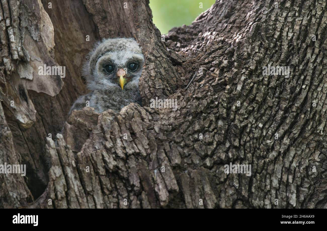 Ritratto di un maschio Barred Owl arroccato su un ramo di albero. Questo maschio Barred gufo stava sorvegliando i suoi tre galli del bambino in un nido mentre il gufo della lama era via. Foto Stock
