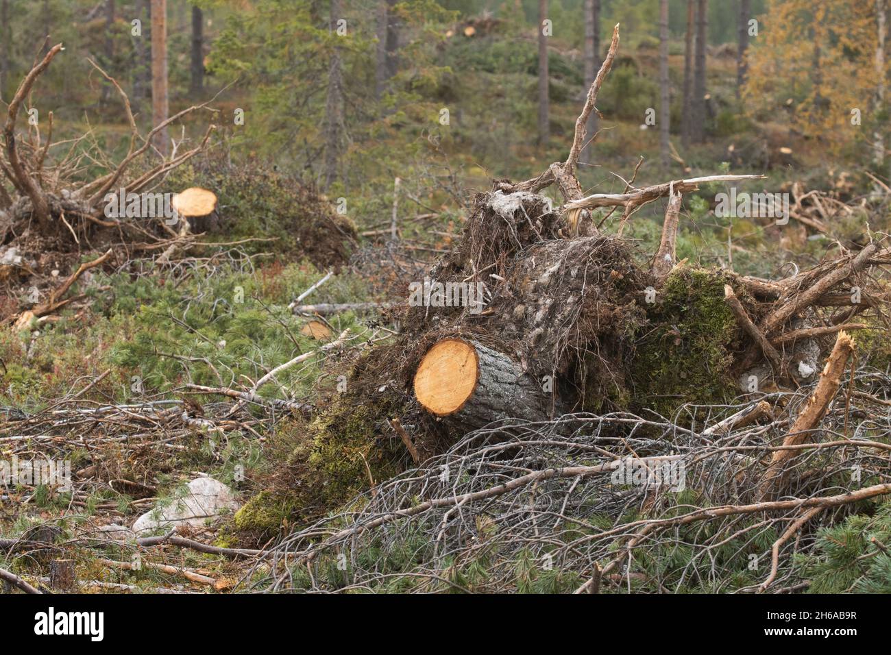 L'albero di pino fresco si stompe in una zona di taglio chiaro nella Finlandia settentrionale. Foto Stock