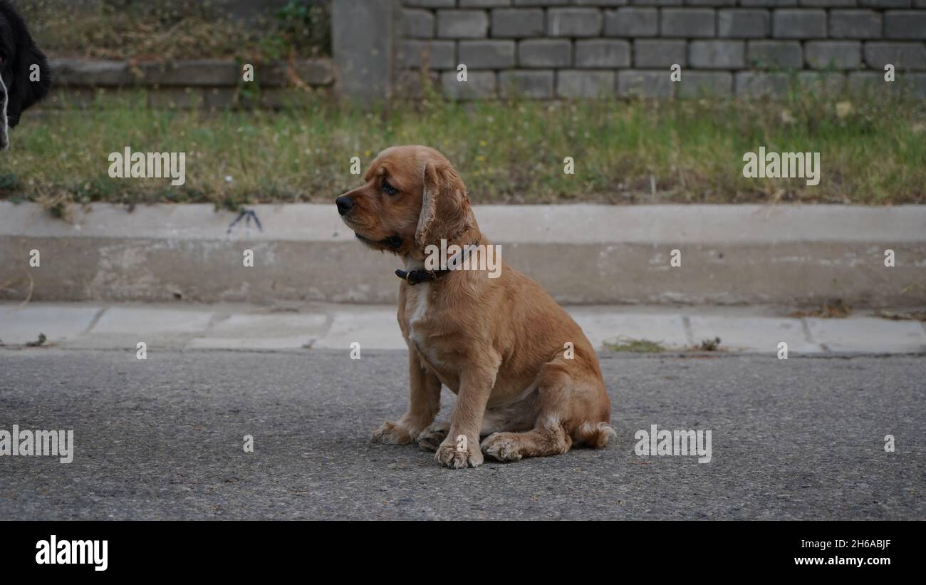 Immagine di alta qualità: Ritratto del cane #cane #cani Foto Stock
