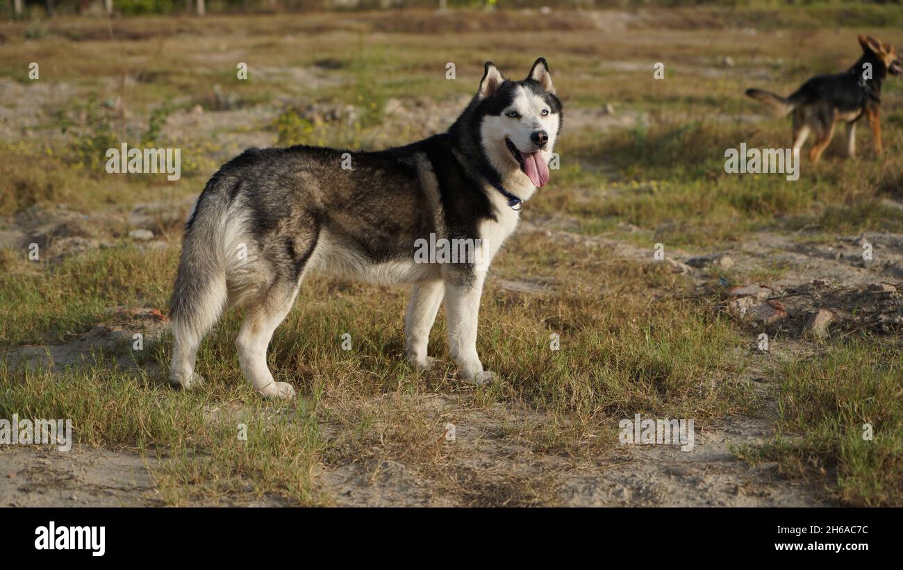 Immagine di alta qualità: Ritratto del cane #cane #cani Foto Stock
