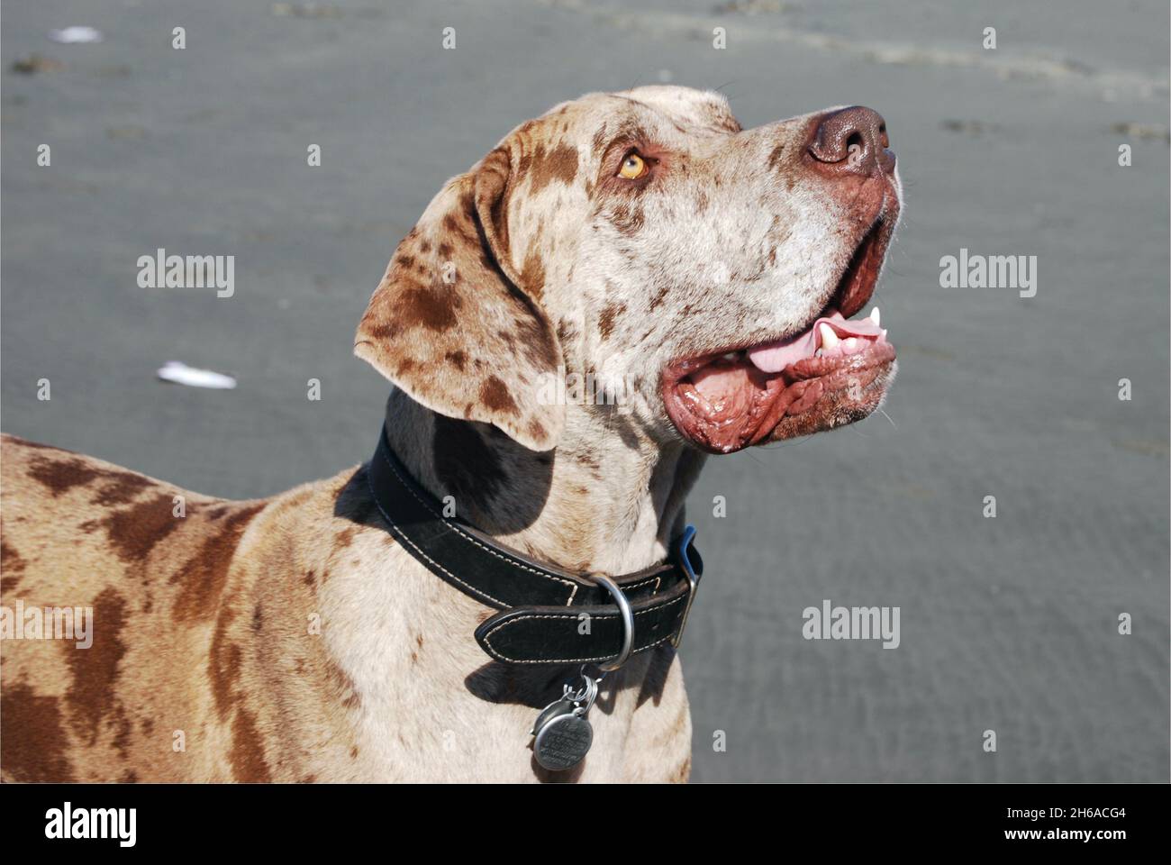 Grande cane Dane razza in spiaggia in una giornata di sole nel Pacifico nord-occidentale Foto Stock