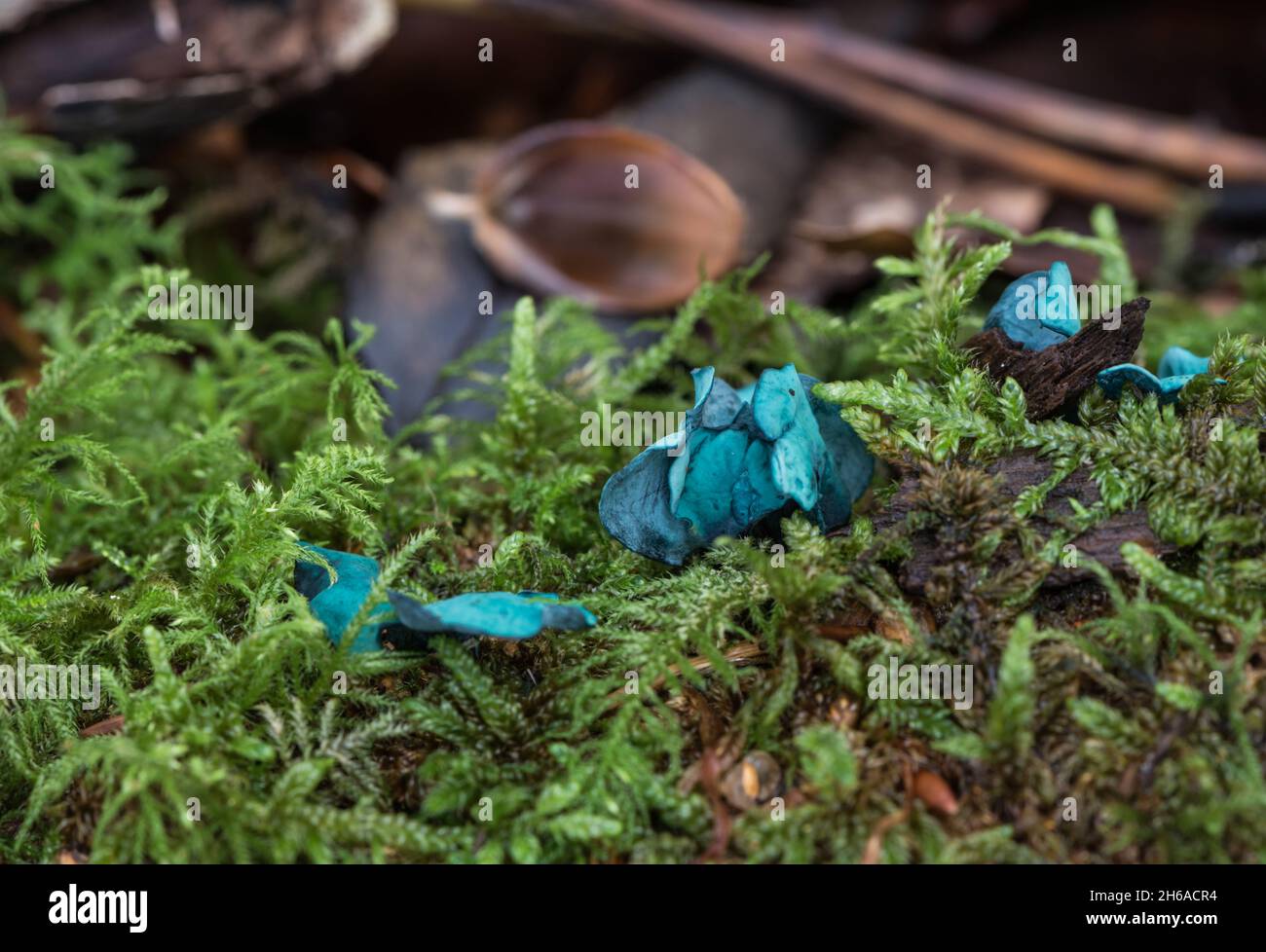 Fungo - Elfcup verde (Chlorociboria aeuginascens) Foto Stock