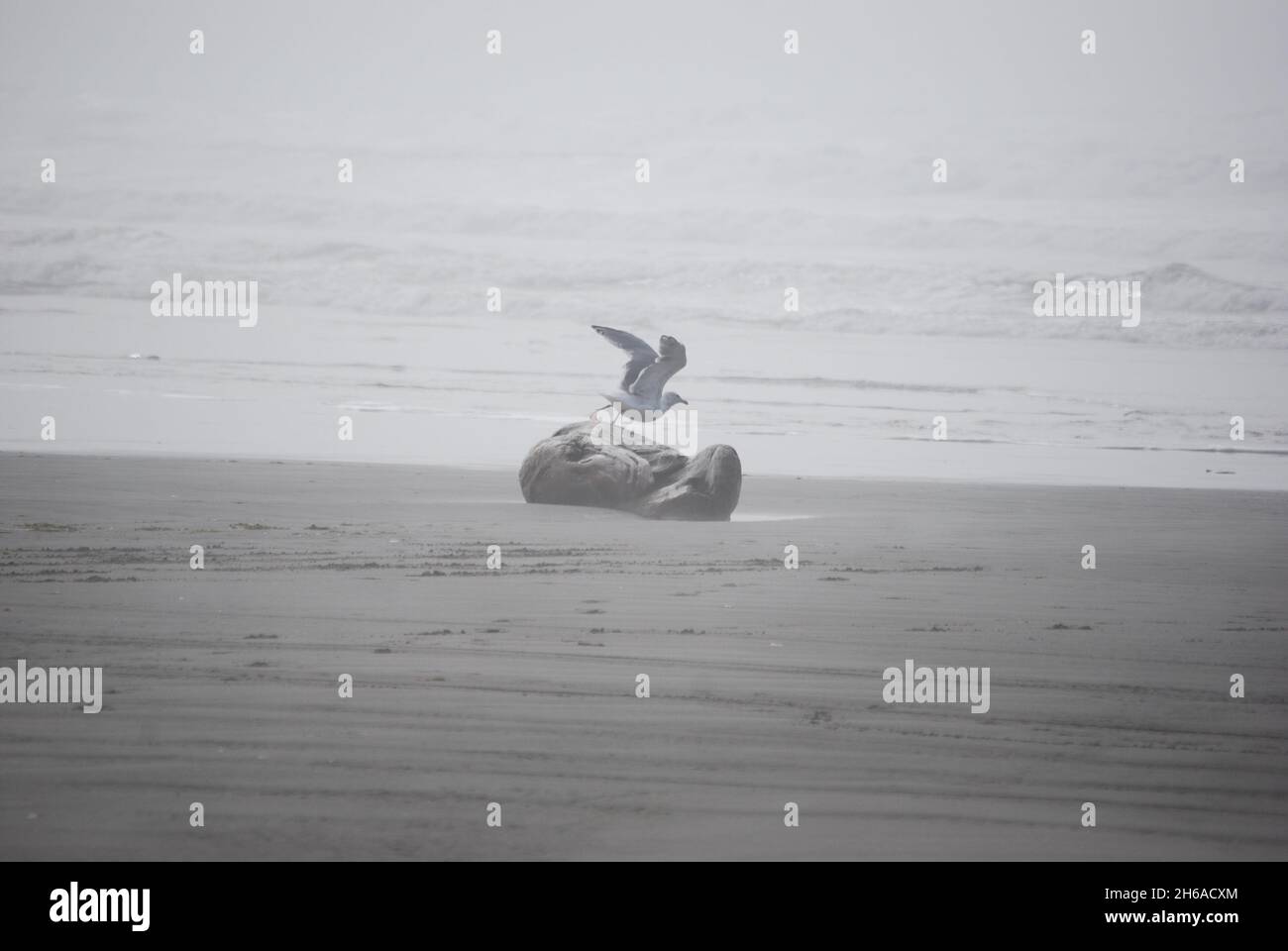 Seagull prendendo il volo da un grande pezzo di legno di driftwood Foto Stock