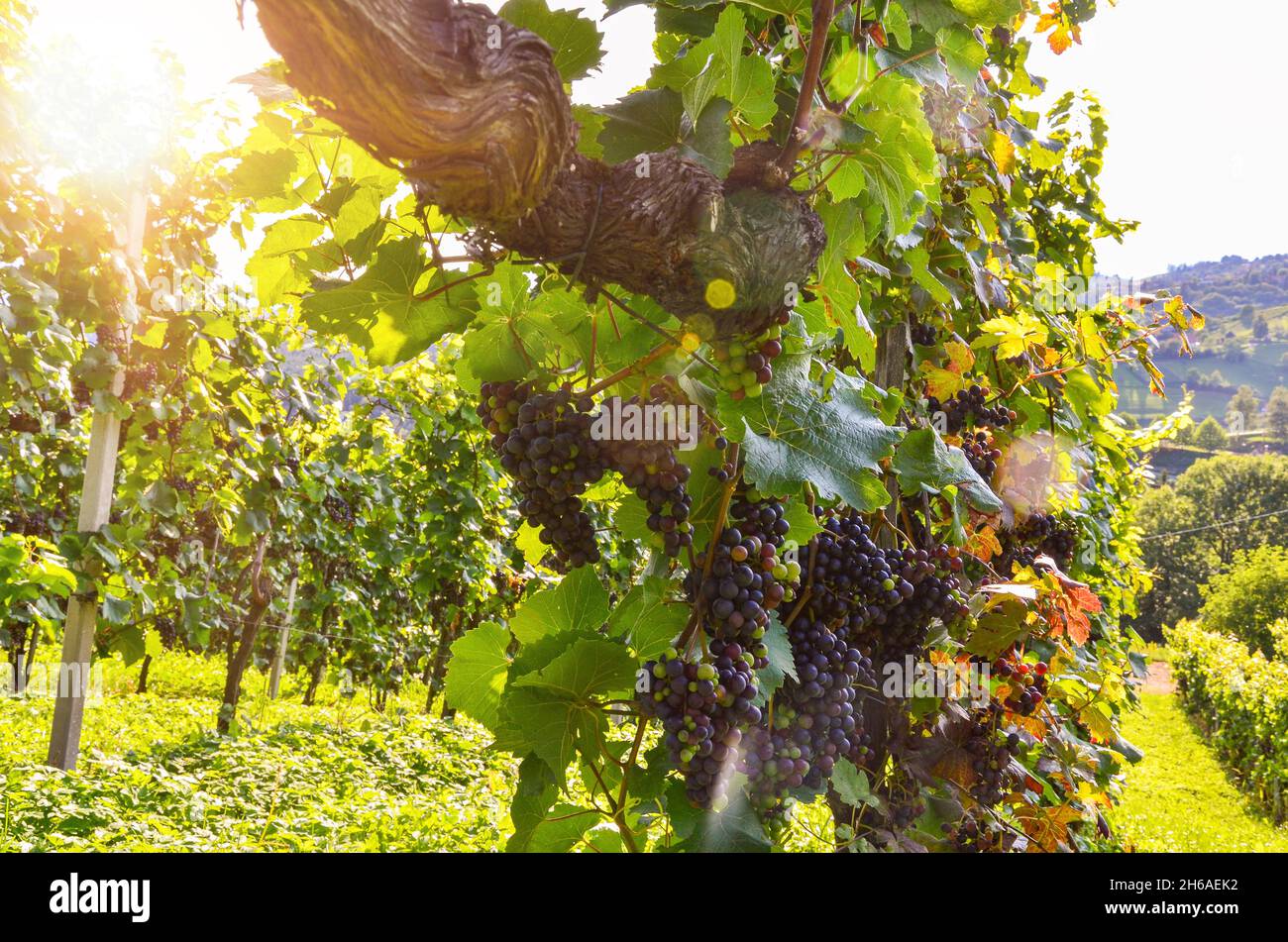 Vino rosso: Vitigno con uve poco prima della vendemmia, Cabernet Sauvignon vite in un vecchio vigneto vicino ad una cantina Foto Stock