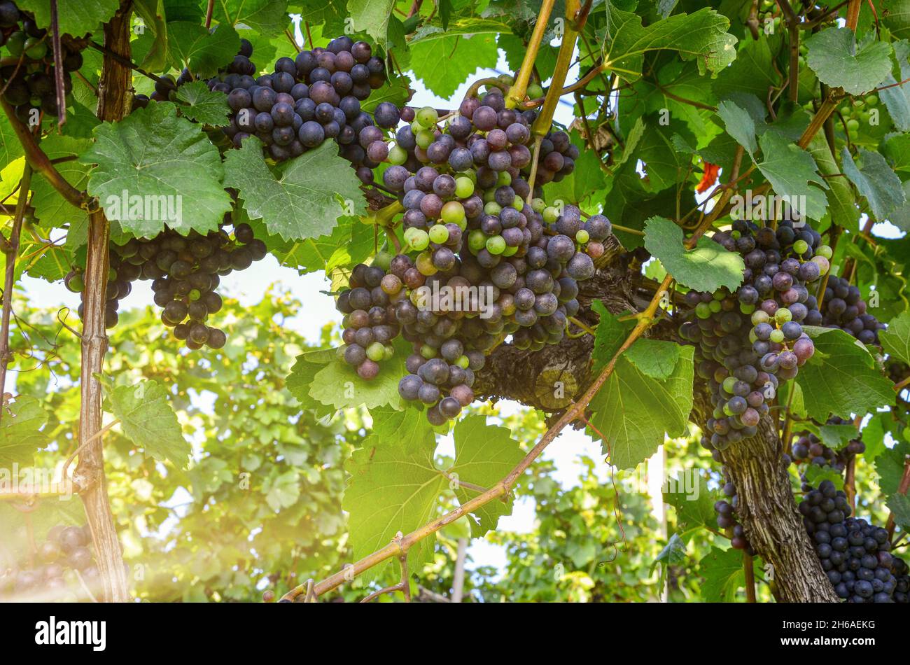 Vino rosso: Vitigno con uve poco prima della vendemmia, Cabernet Sauvignon vite in un vecchio vigneto vicino ad una cantina Foto Stock