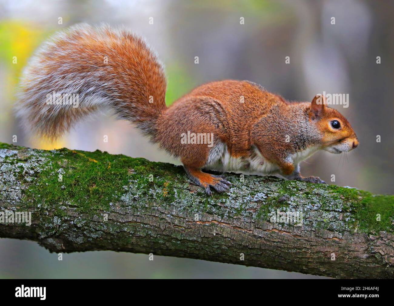 Scoiattolo di albero seduto su un brunch di albero verde nella foresta, Quebec, Canada Foto Stock