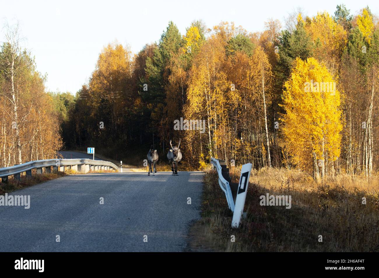 Renne nazionali che camminano su una strada in autunno in Lapponia, Finlandia settentrionale Foto Stock