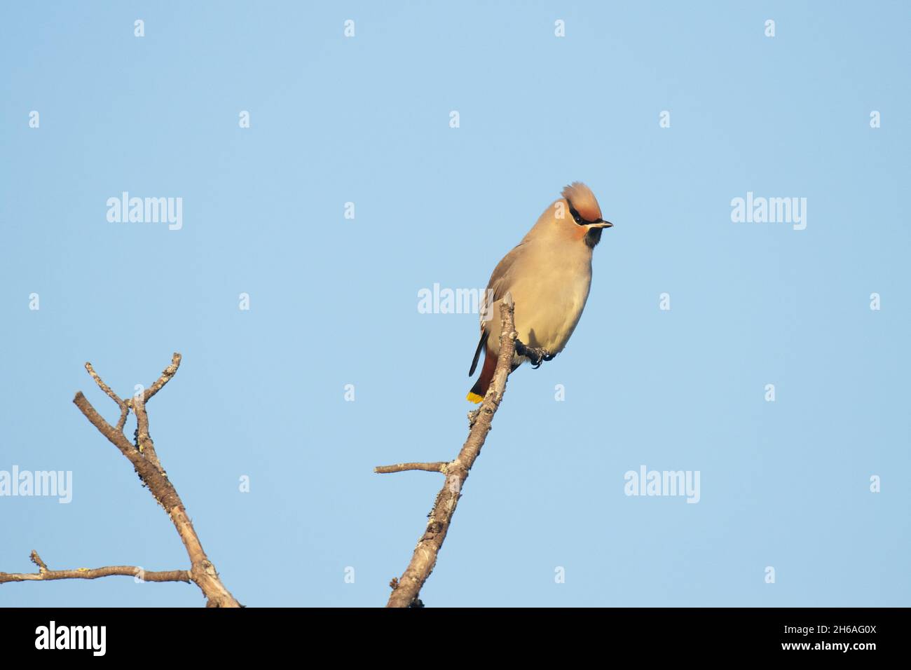 Singola waxwing boema, Bombycilla garrulus sosta su un albero durante la migrazione autunnale. Girato vicino a Kuusamo, Finlandia settentrionale. Foto Stock