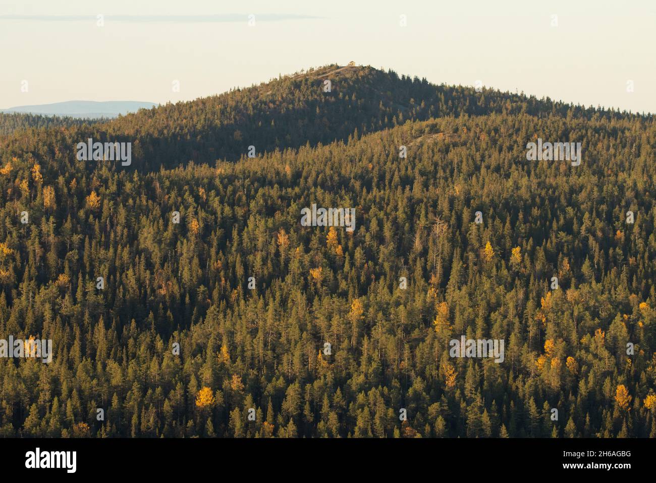 Prevalentemente foresta di taiga conifere che copre le colline di Valtavaara nei pressi di Kuusamo, Finlandia settentrionale. Foto Stock