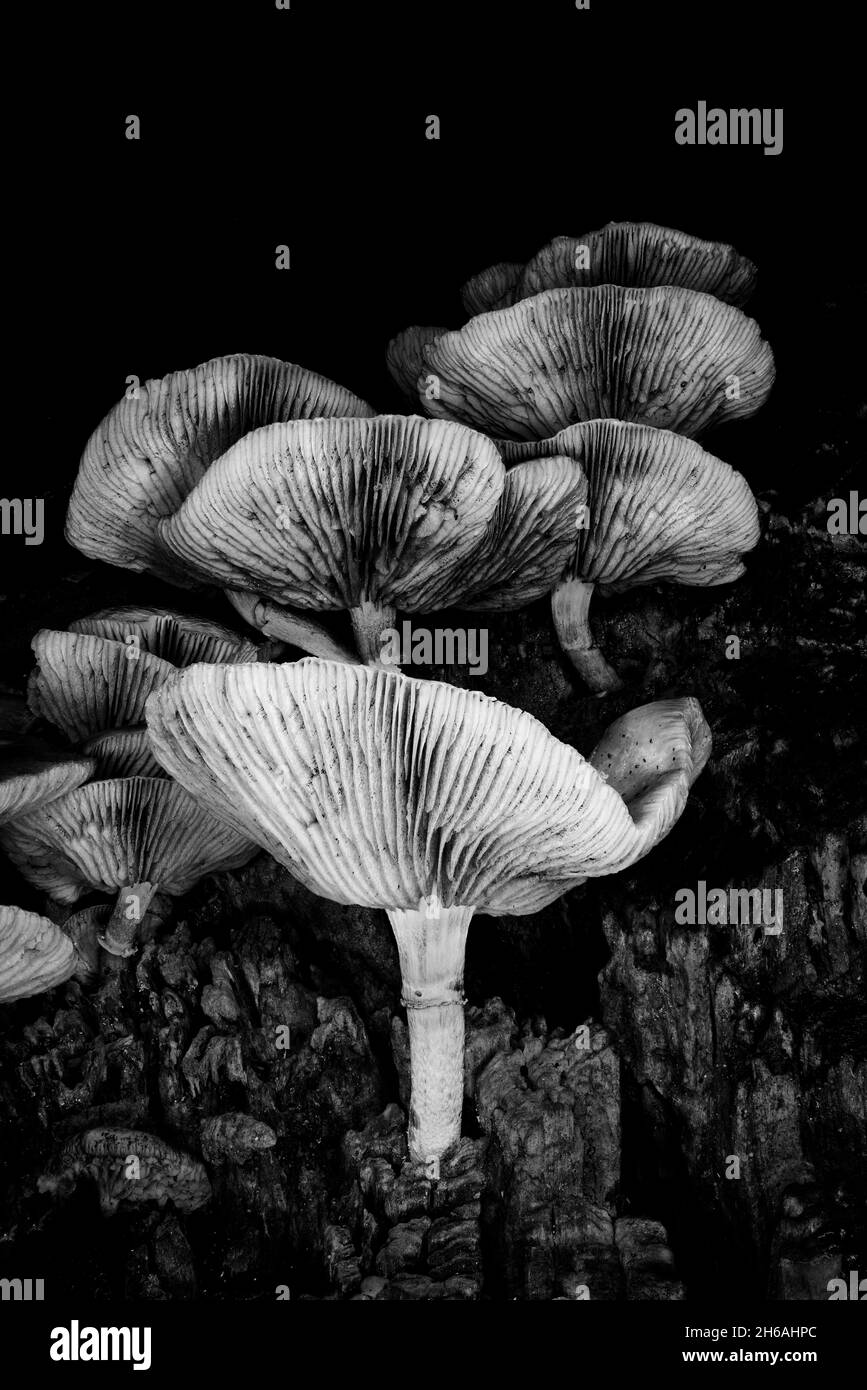 Funghi selvatici coltivati verticalmente su un tronco di albero morto Foto Stock