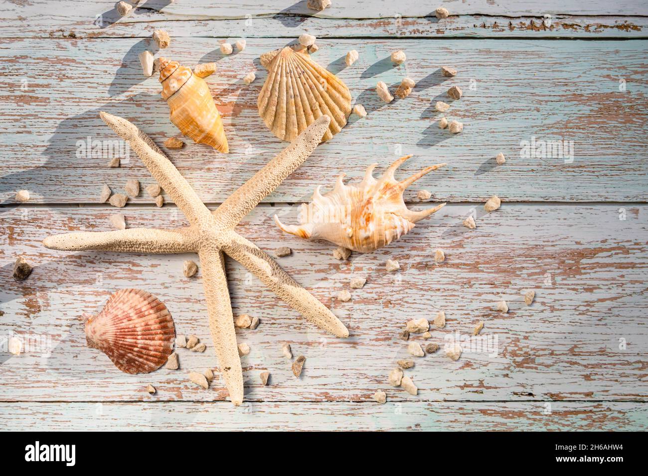 Conchiglie e stelle marine sullo sfondo di legno. Estate, concetto di viaggio Foto Stock