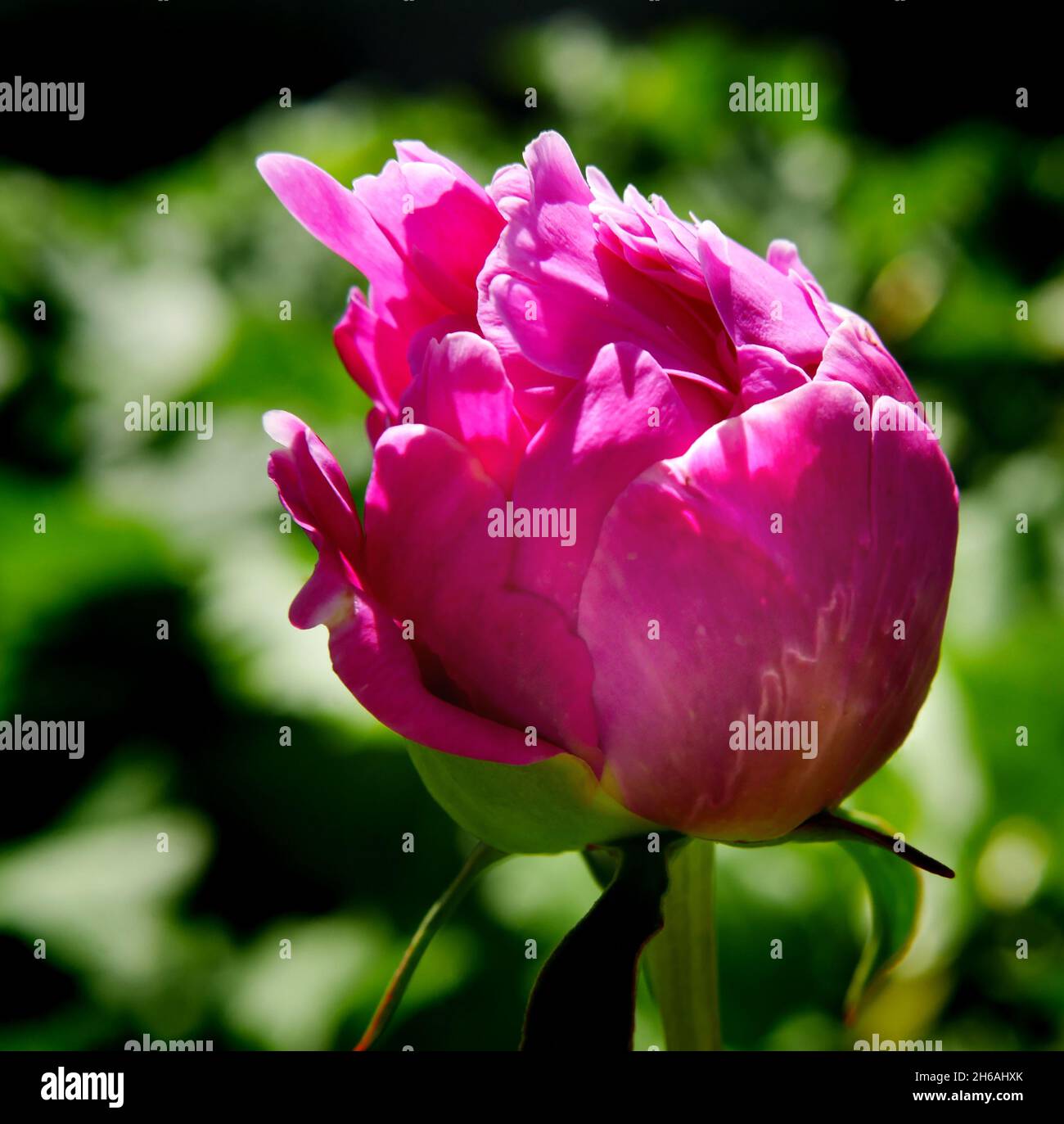 Primo piano di un fiore rosa che si prepara a fiorire su una pianta di peonia giardino che cresce in un aiuole. Foto Stock