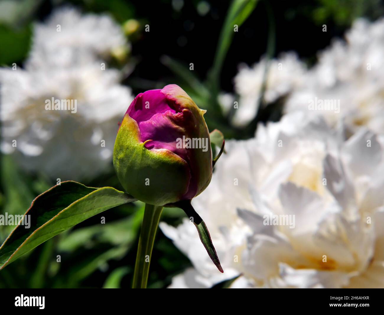 Primo piano di un fiore rosa che si prepara a fiorire su una pianta di peonia giardino che cresce in un aiuole. Foto Stock