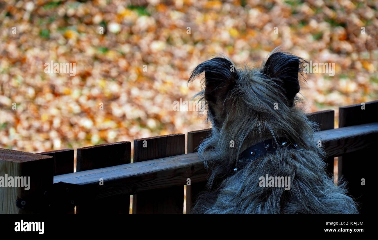 Vista ravvicinata di un cane che si alza su una recinzione guardando sopra con le foglie d'autunno sfocate sul terreno sullo sfondo. (Il nome dei cani è Milo) Foto Stock