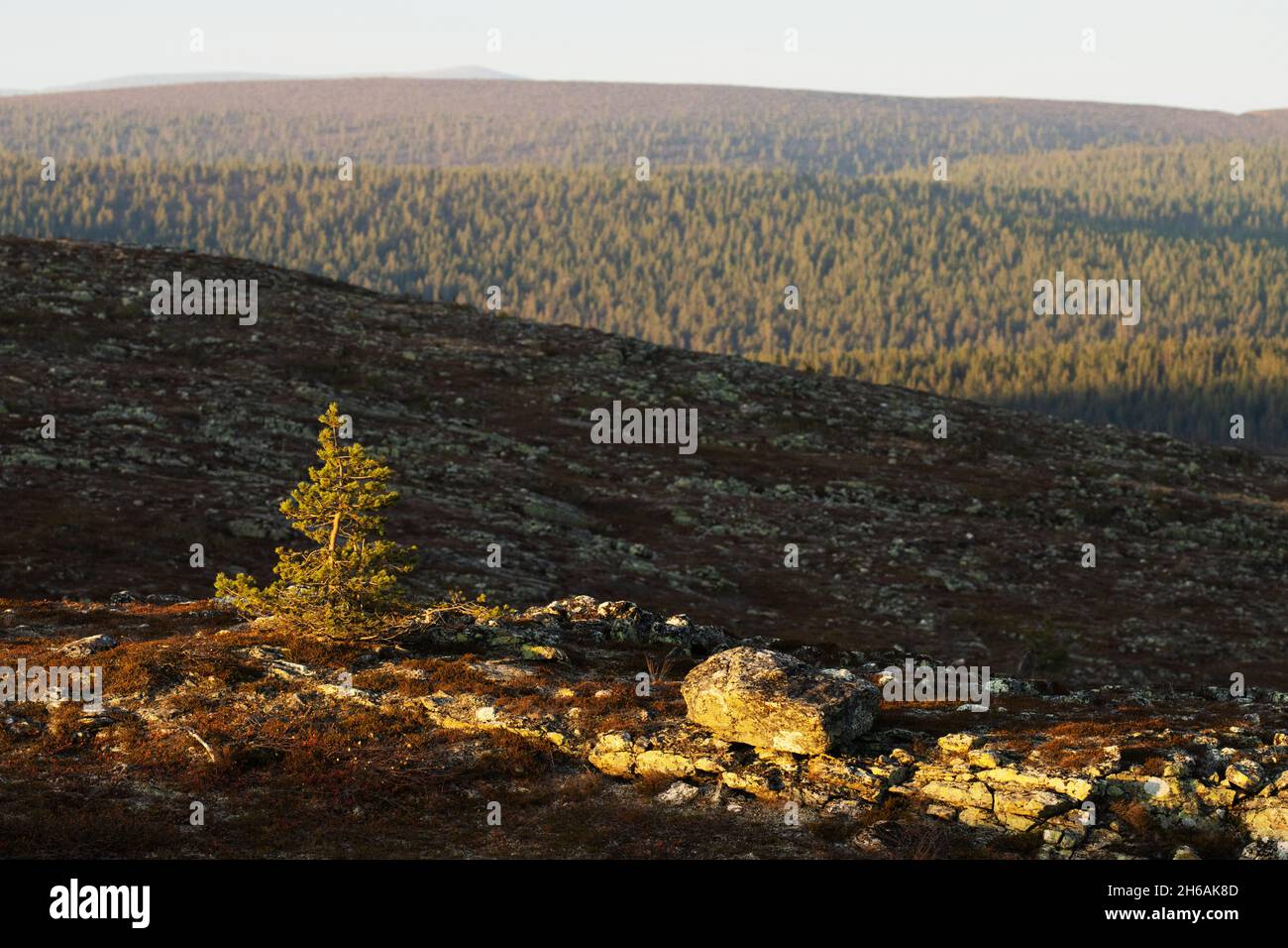 Uno scenario di anfratto aperto e un solo pino scozzese durante una serata autunnale nel Parco Nazionale di Urho Kekkonen, Finlandia settentrionale. Foto Stock