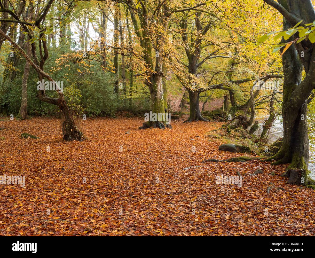 Foglie d'autunno rosse e arancioni che coprono il pavimento di una foresta nel Galles del Nord Foto Stock