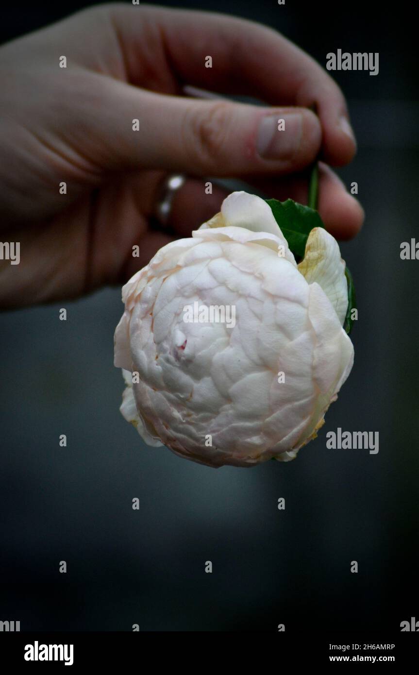 Una mano adulta che tiene un singolo fiore della rosa Claire Austin (Rosa) accanto al gambo Foto Stock