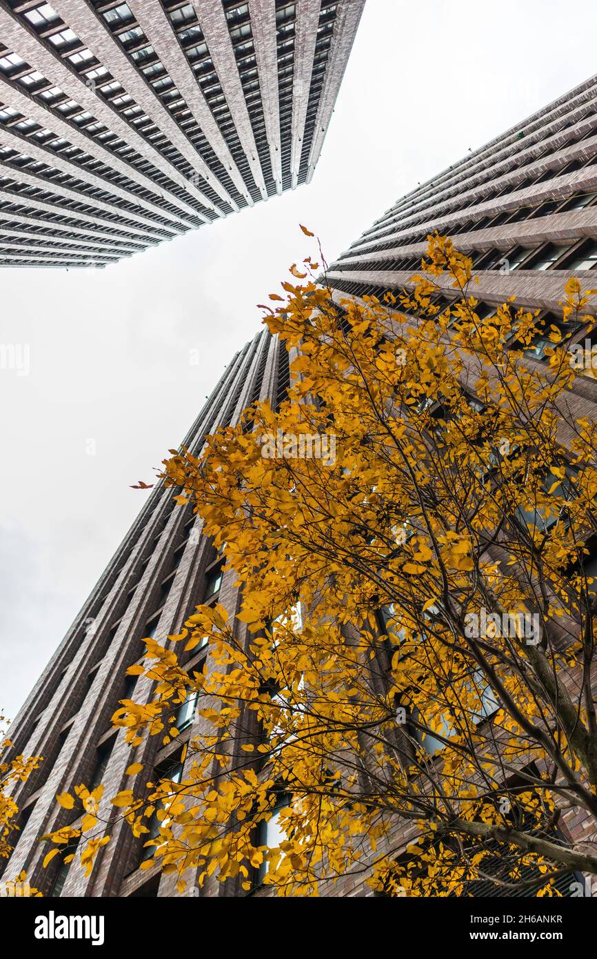 grattacieli grigi tra spazi verdi e alberi moderno eco yard .concept giungla tra città Foto Stock