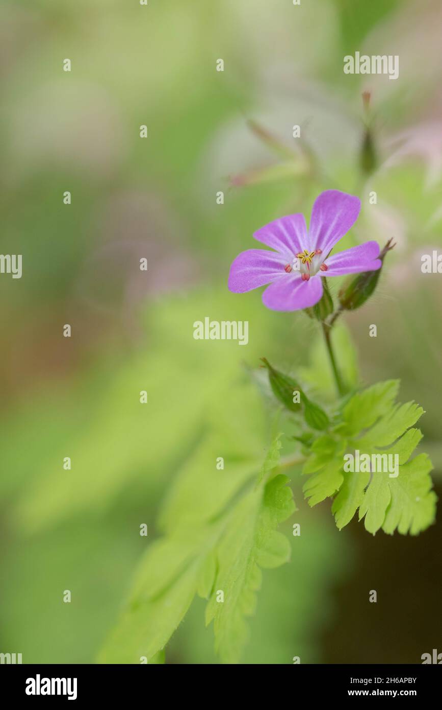 Geranium robertianum, Herb Robert Foto Stock