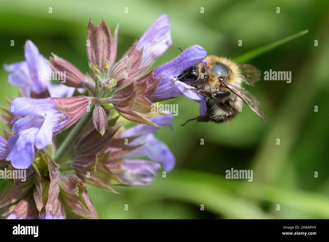 Ackerhummel (Bombus pascuorum), Bee carder comune Foto Stock