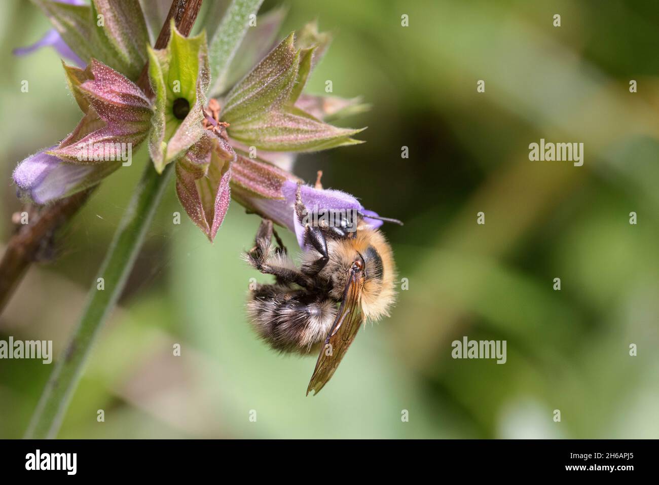 Ackerhummel (Bombus pascuorum), Bee carder comune Foto Stock