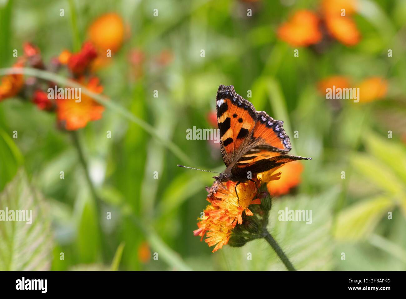 Piccola farfalla di tartaruga su Pilosella aurantiaca Foto Stock