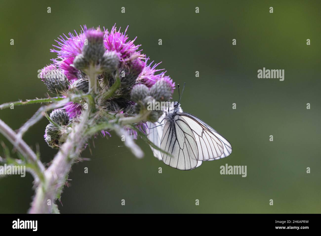 Aporia crataegi, la farfalla bianca a venatura nera sul cardo Foto Stock