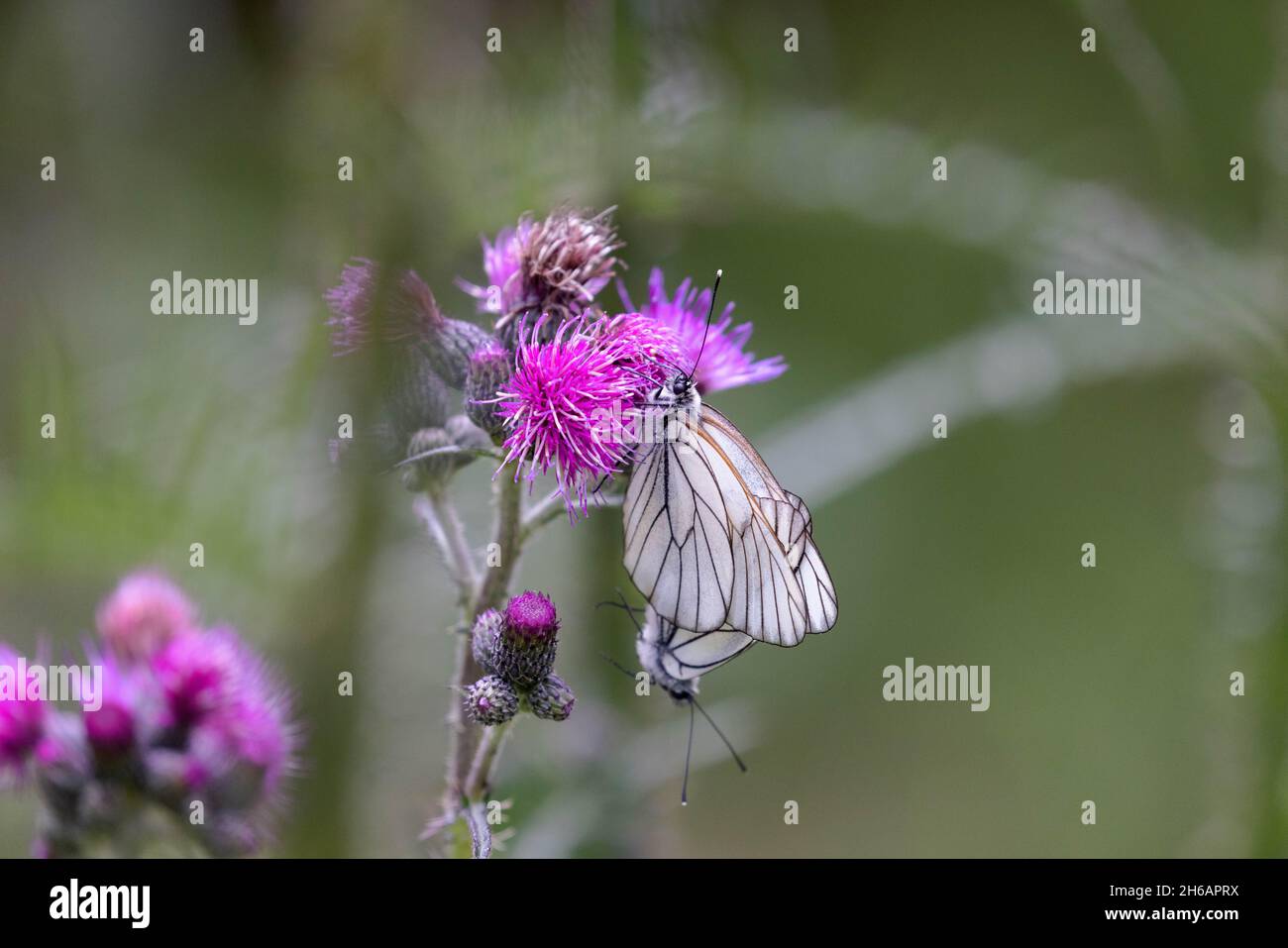 Aporia crataegi, la farfalla bianca a venatura nera sul cardo, coniugata Foto Stock