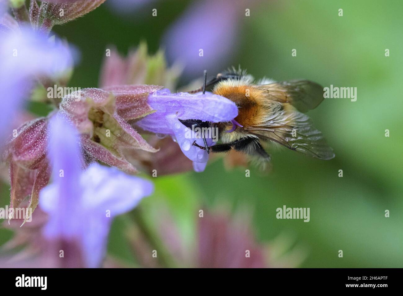 Ackerhummel (Bombus pascuorum), Bee carder comune Foto Stock
