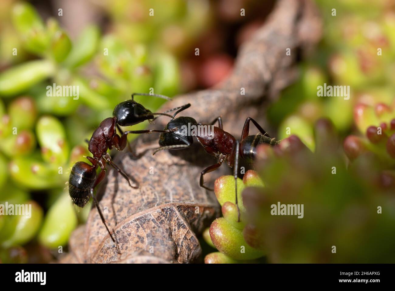 Le Ants del tappeto marrone-nero interagiscono Foto Stock