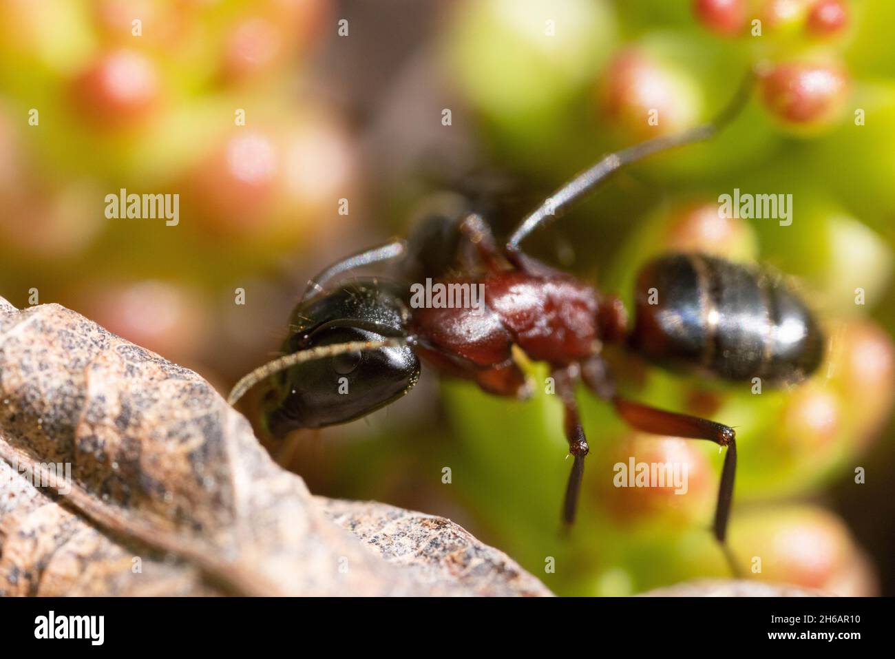 Tappeto marrone-nero ANT Foto Stock