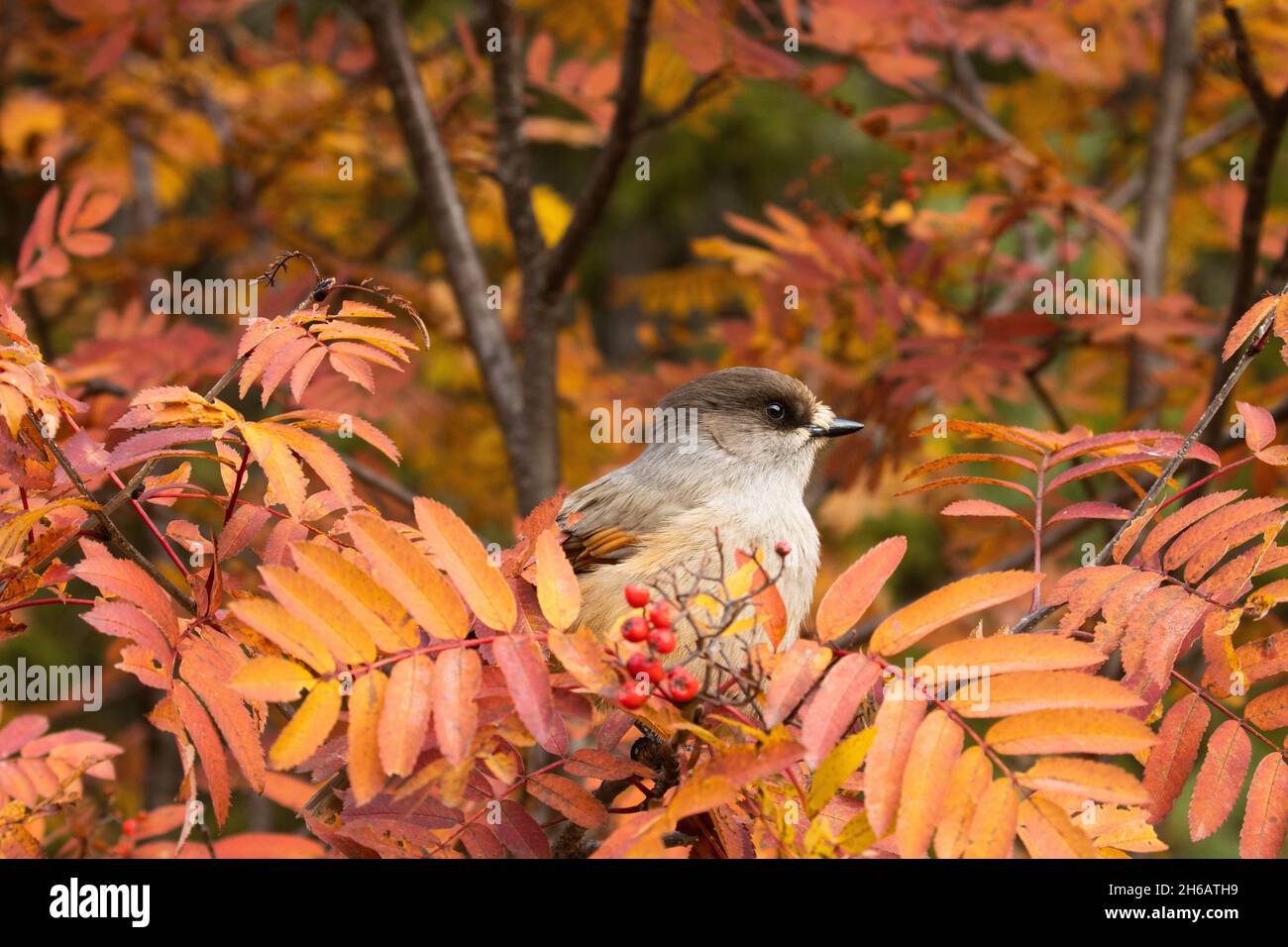Bellissimo uccello taiga Jay siberiano, Perisoreus infaustus nel mezzo di colorate foglie di Rowan durante il fogliame autunnale vicino Kuusamo, Finlandia Foto Stock